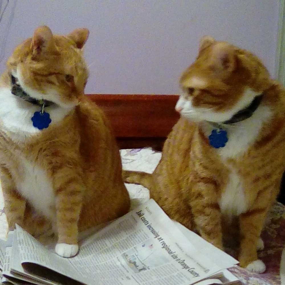 Meet the Posher 😼😼Not For Sale)